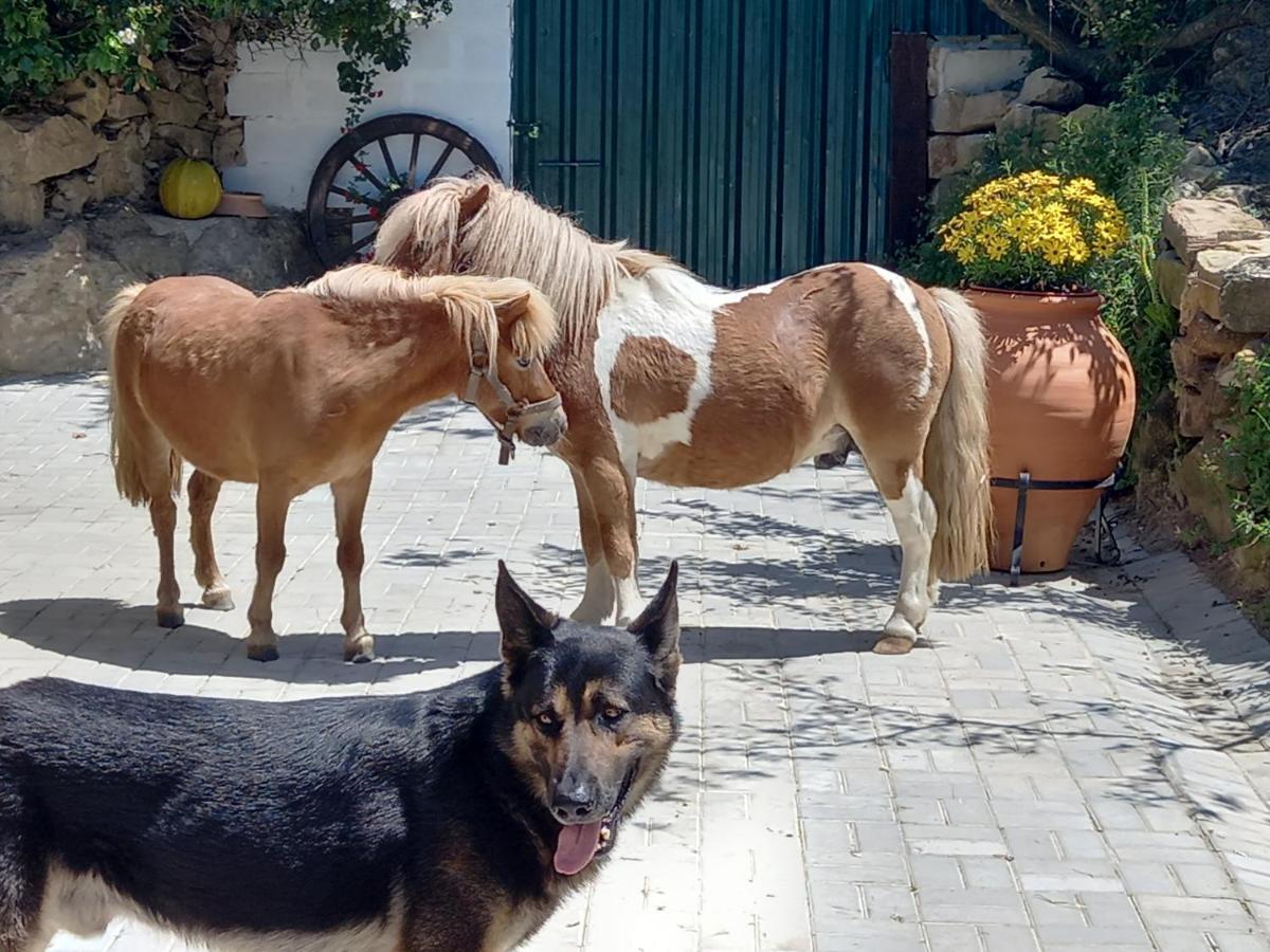 Casinha De Campo- Quintinha Dos Cavalos- Арруда-душ-Виньюш Экстерьер фото