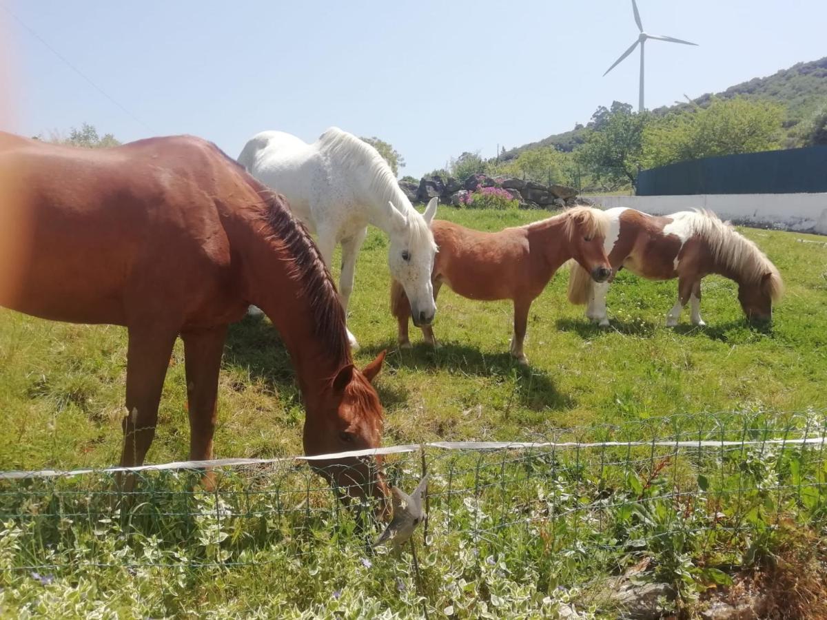 Casinha De Campo- Quintinha Dos Cavalos- Арруда-душ-Виньюш Экстерьер фото